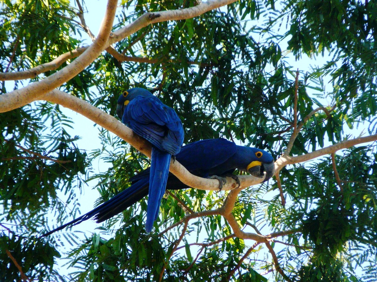 Hyacinth Macaw - Paul Bartlett