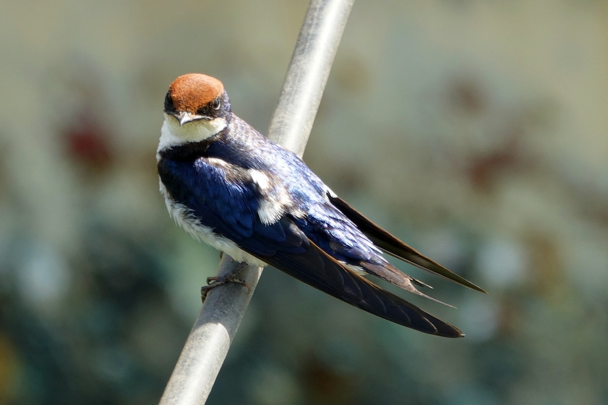 Wire-tailed Swallow - Paul Bartlett
