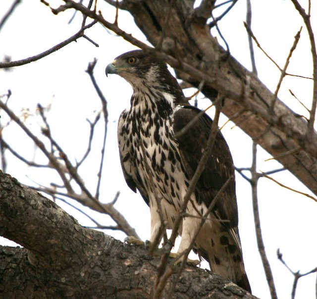 African Hawk-Eagle - Lindsay Hansch