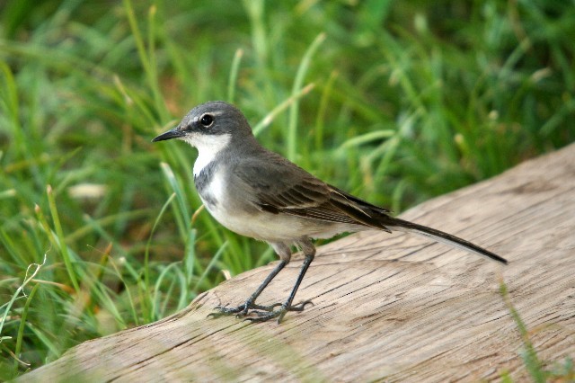 Cape Wagtail - ML204358541