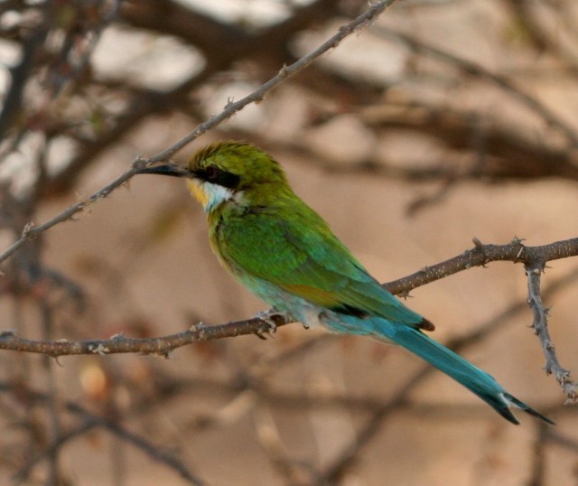 Swallow-tailed Bee-eater - ML204358691