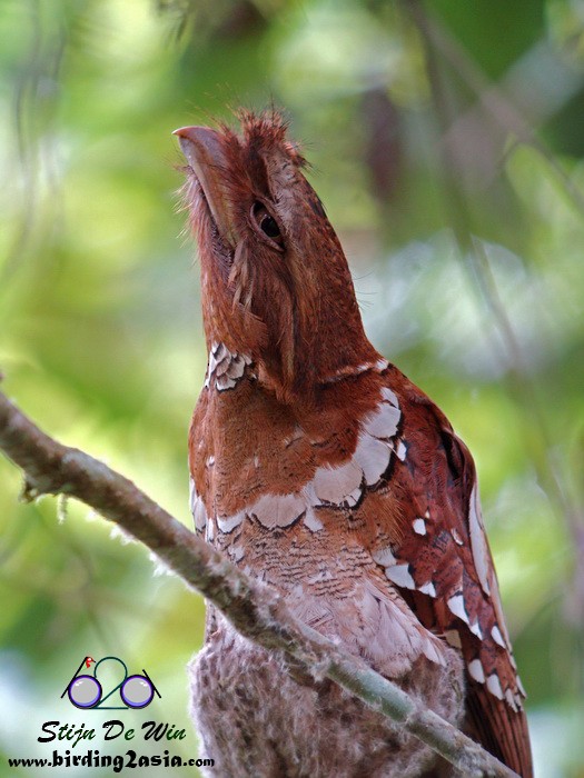 Philippine Frogmouth - ML204358751