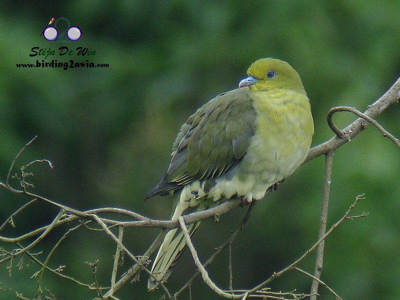 White-bellied Green-Pigeon - ML204358761