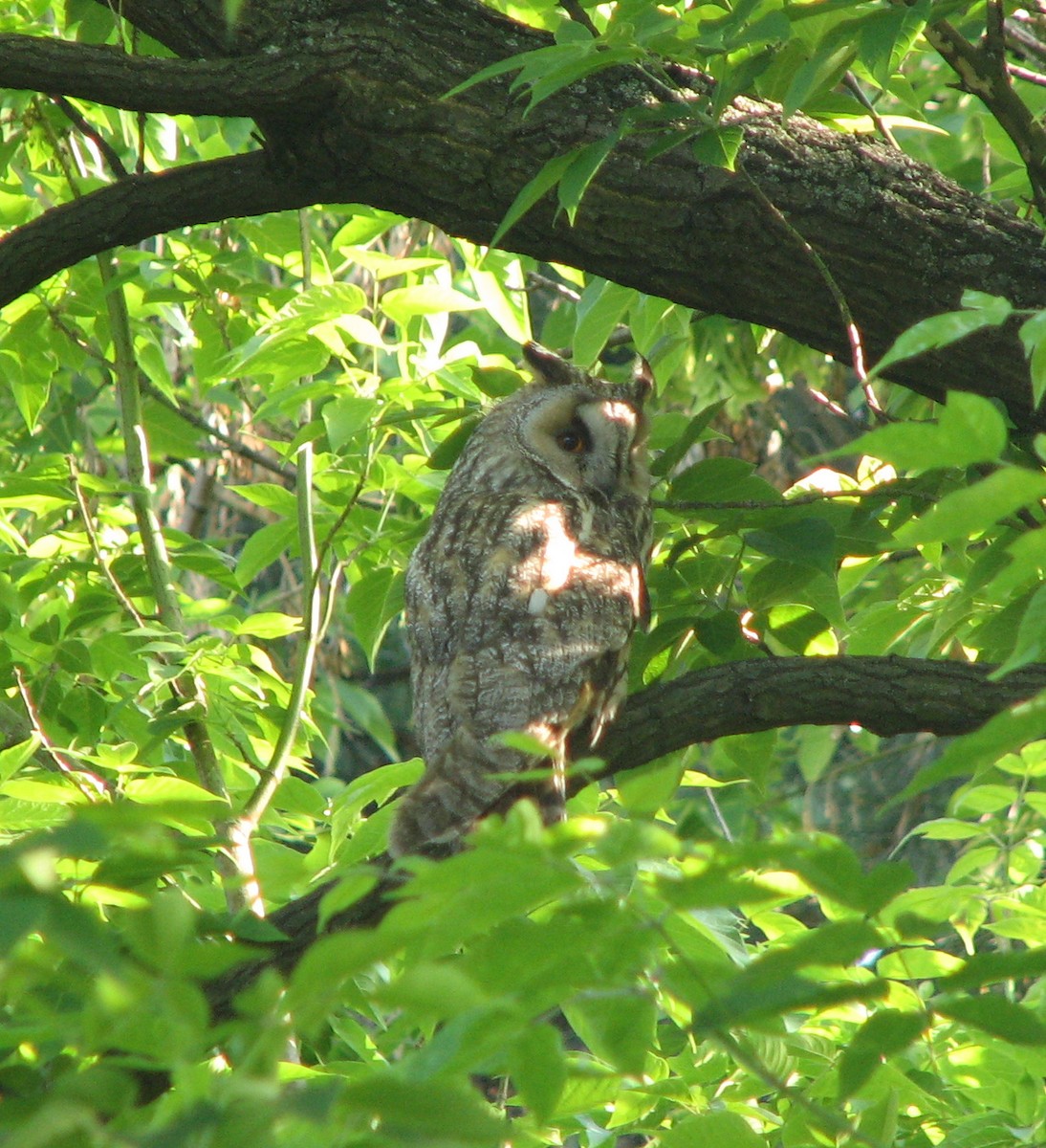 Long-eared Owl - ML204359491
