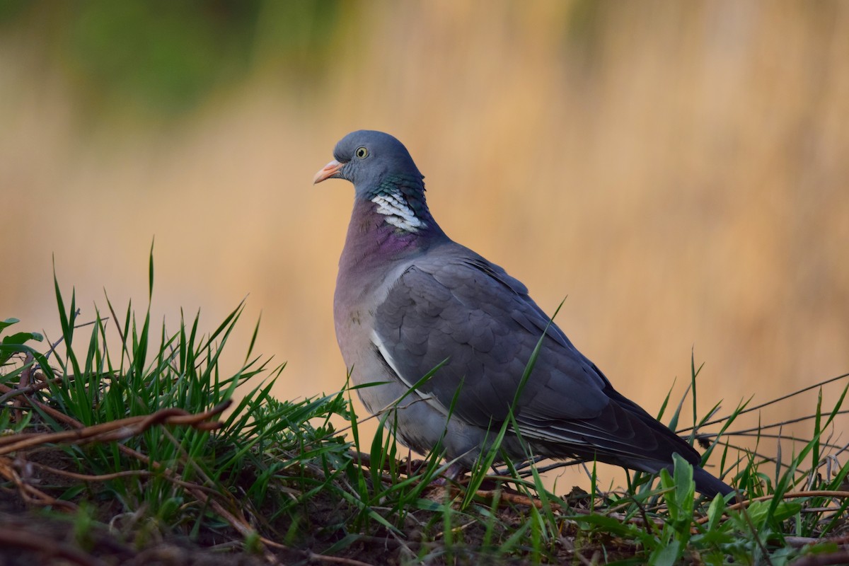 Common Wood-Pigeon - ML204359561