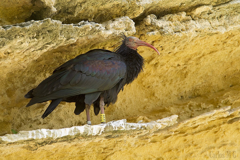 Northern Bald Ibis - Carlos M García