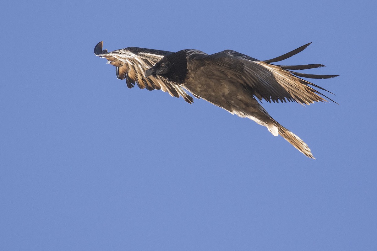 Bearded Vulture (Eurasian) - ML204359711