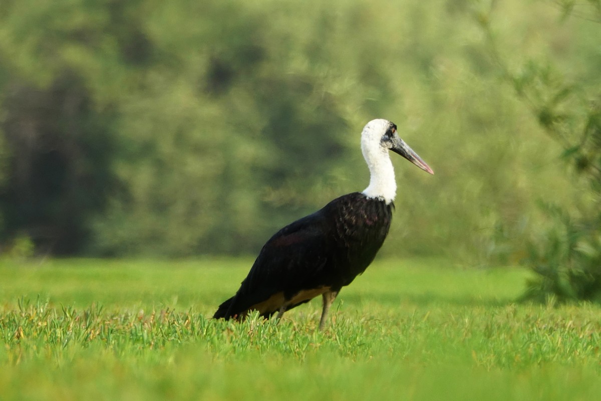 African Woolly-necked Stork - Paul Bartlett