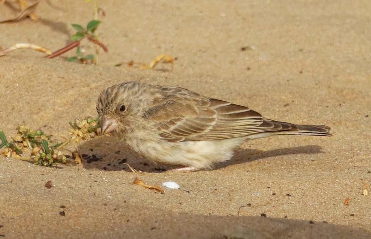White-rumped Seedeater - ML204359901