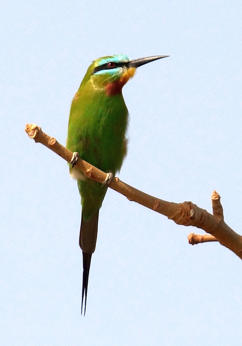 Blue-cheeked Bee-eater - Paul Bartlett