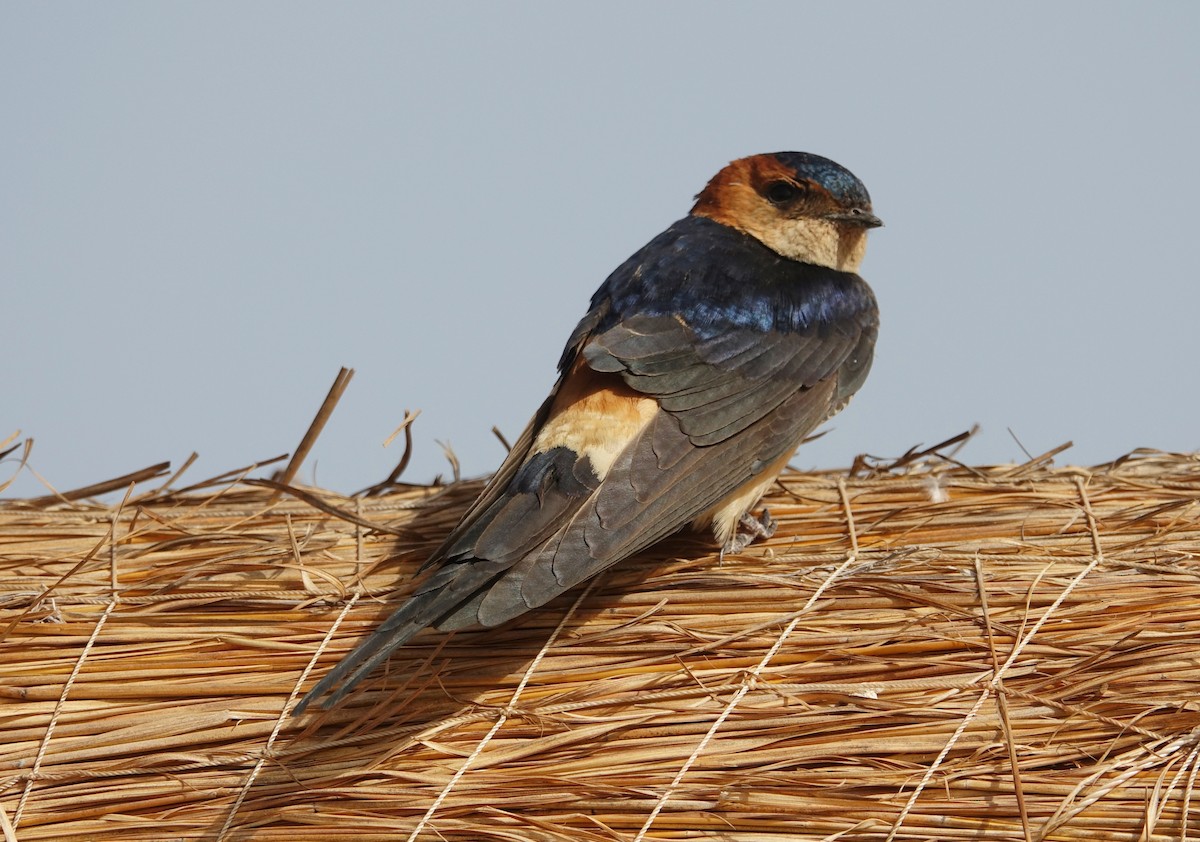 Red-rumped Swallow (Red-rumped) - Paul Bartlett