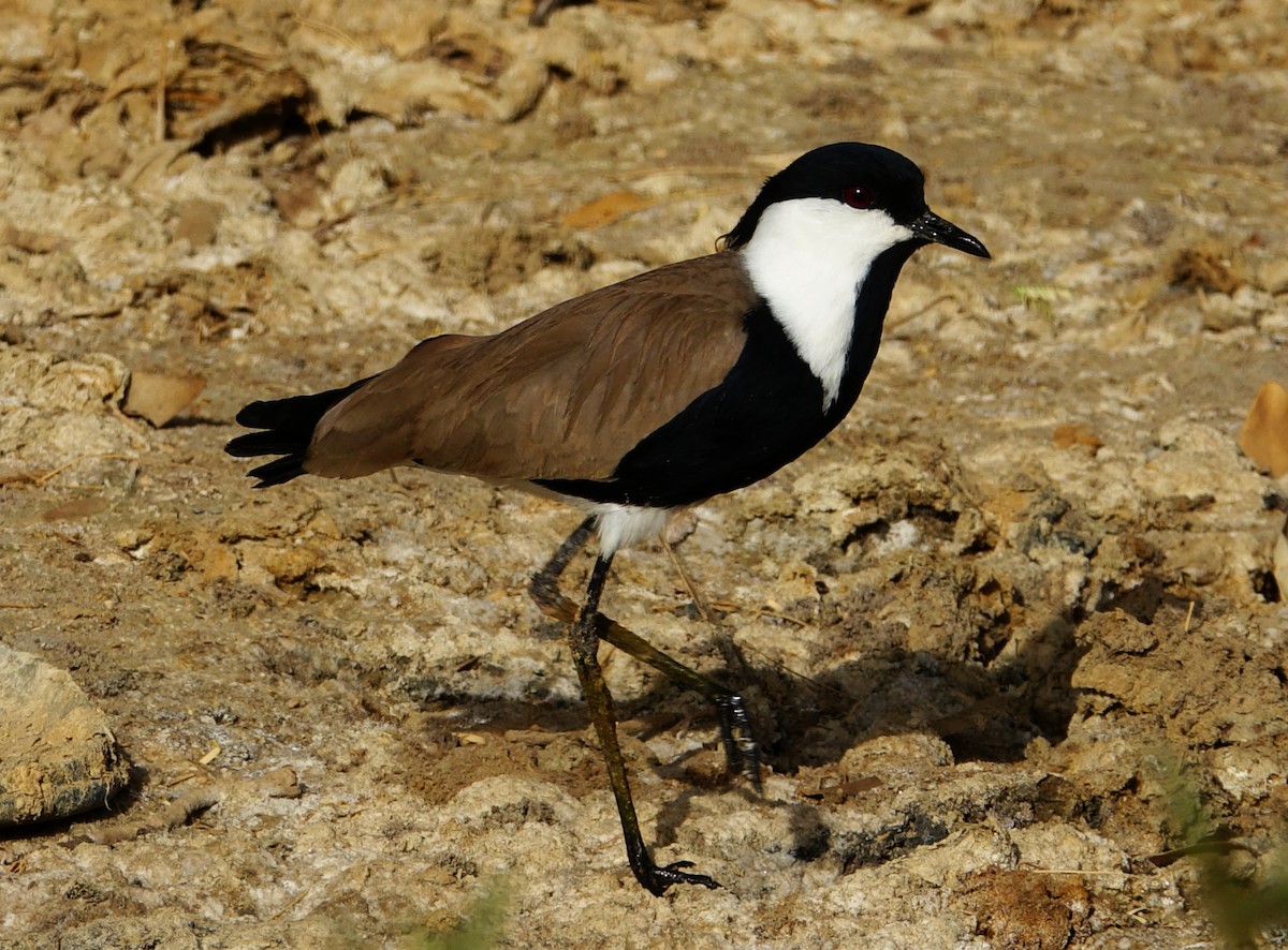 Spur-winged Lapwing - Paul Bartlett