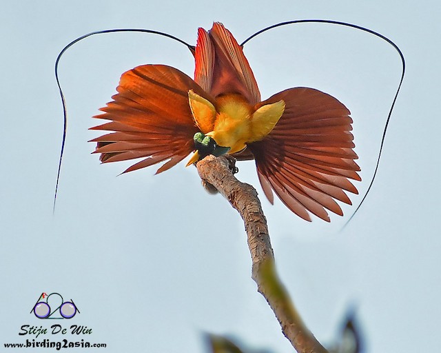 red bird of paradise