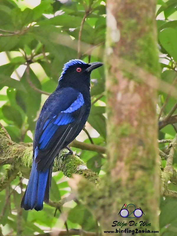 Philippine Fairy-bluebird - Stijn De Win