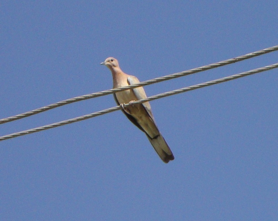 Laughing Dove - ML204360911