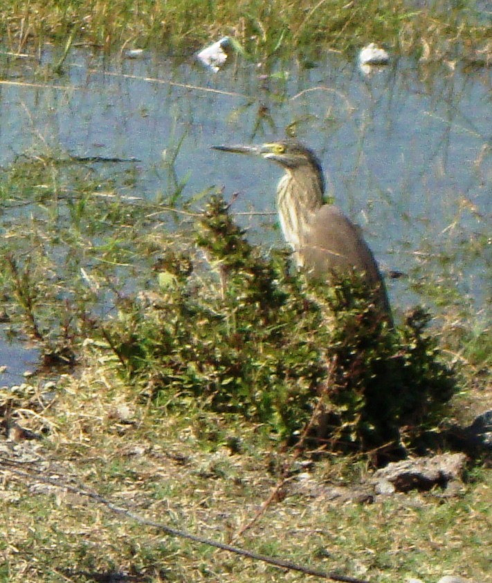 Indian Pond-Heron - ML204360921