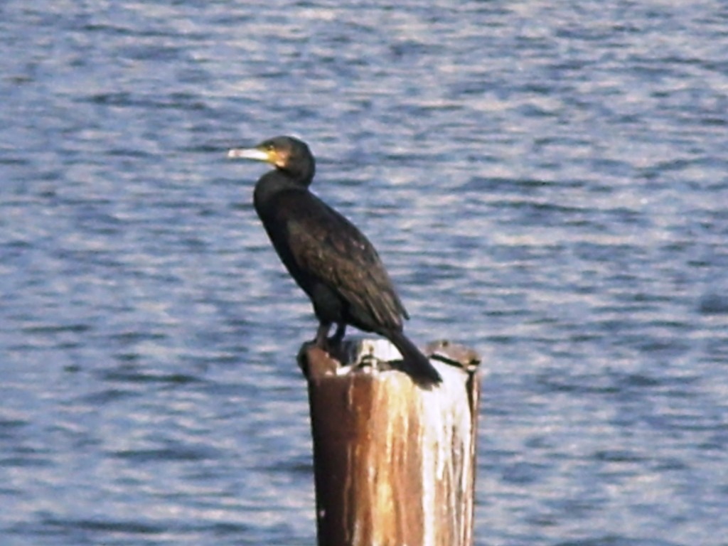 Great Cormorant (Eurasian) - Shailesh Darji