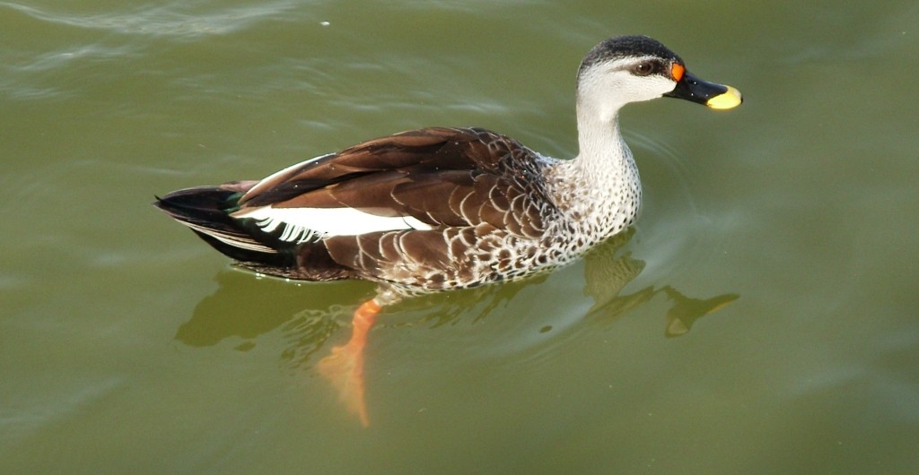 Indian Spot-billed Duck - ML204361141