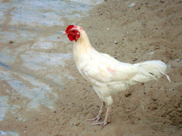 תרנגול בר (מבוית) - ML204361281