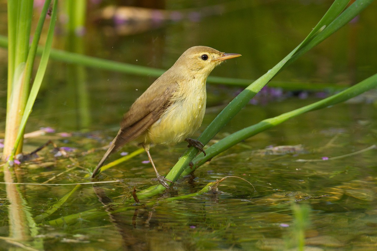 Melodious Warbler - ML204361361