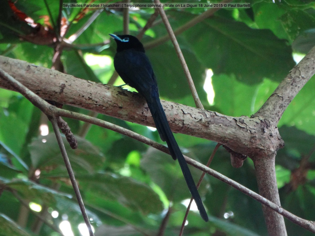 Seychelles Paradise-Flycatcher - ML204361441