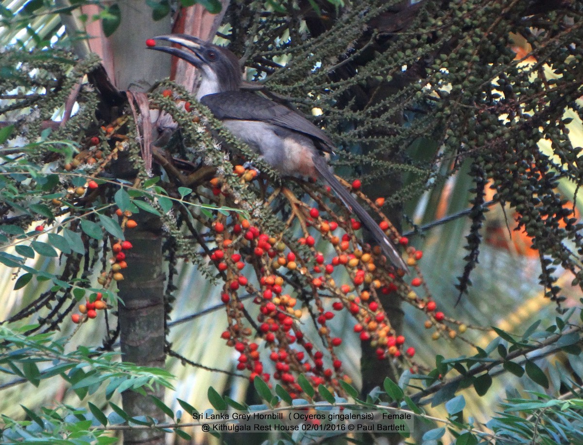 Sri Lanka Gray Hornbill - Paul Bartlett