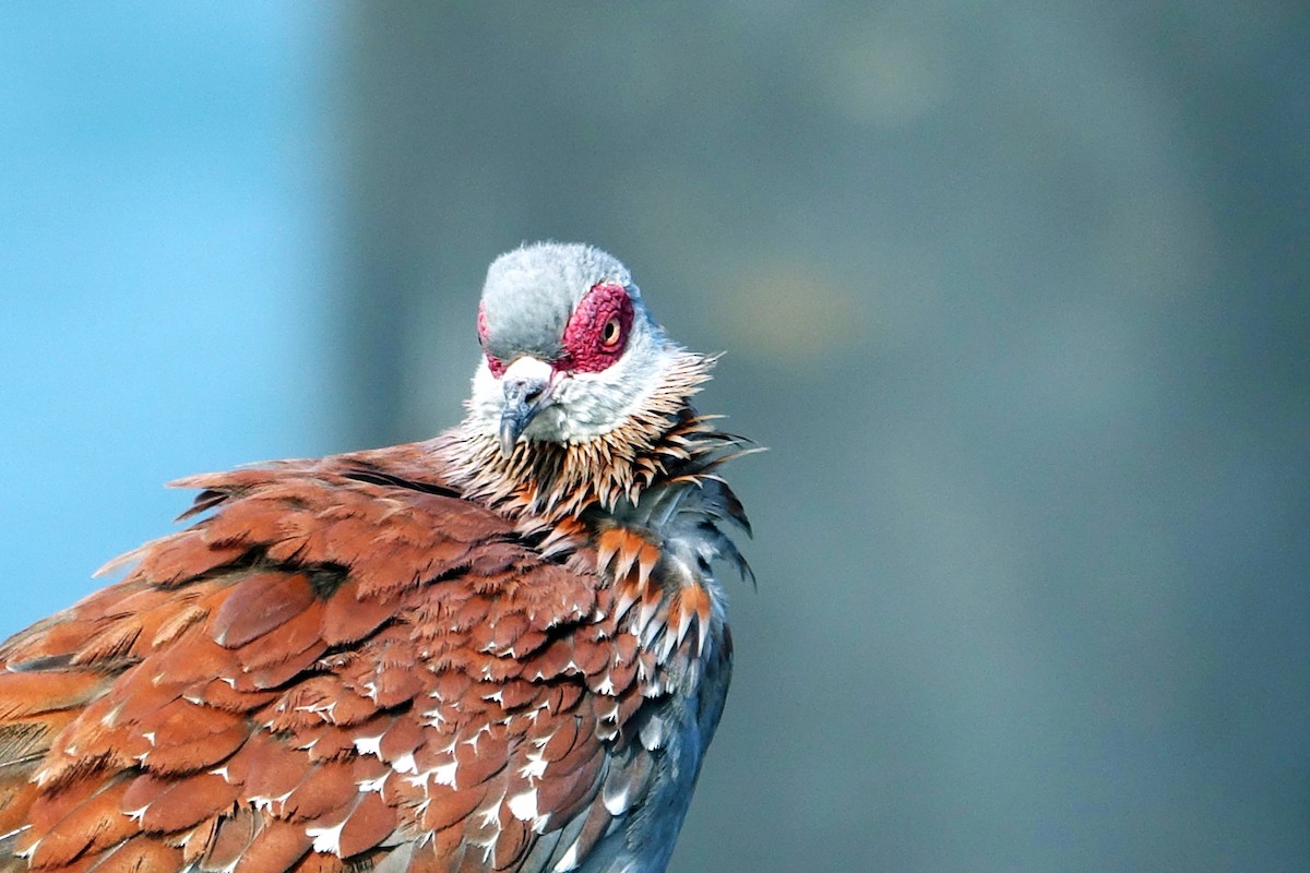 Speckled Pigeon - Paul Bartlett