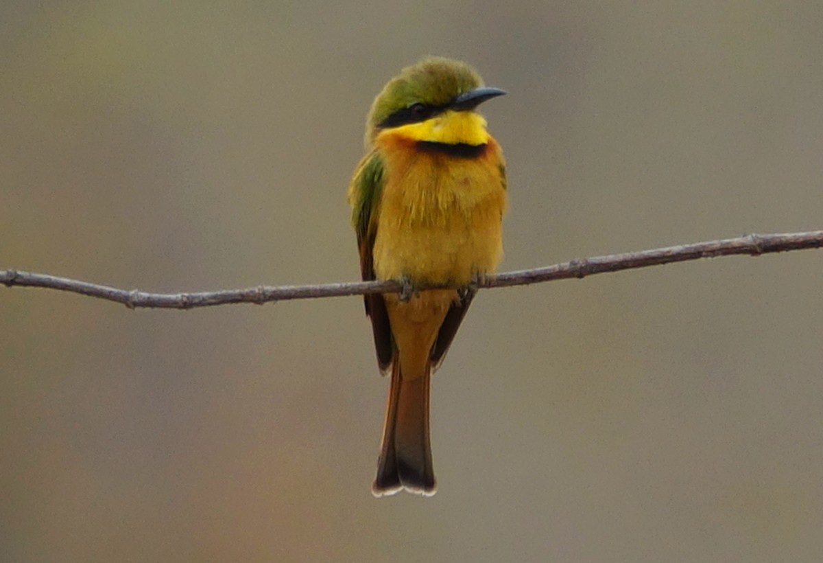 Little Bee-eater - Paul Bartlett