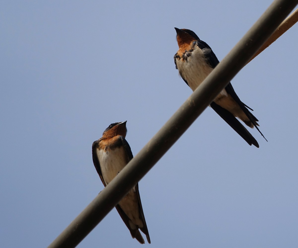 Red-chested Swallow - ML204361711