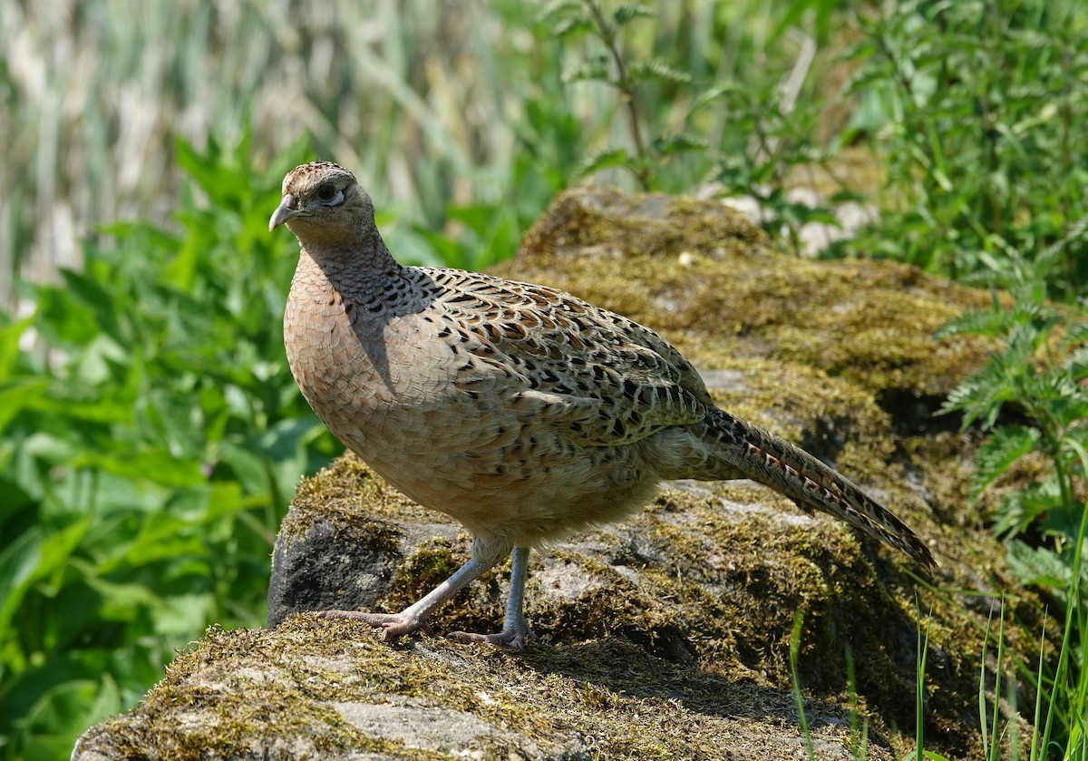 Ring-necked Pheasant - Paul Bartlett
