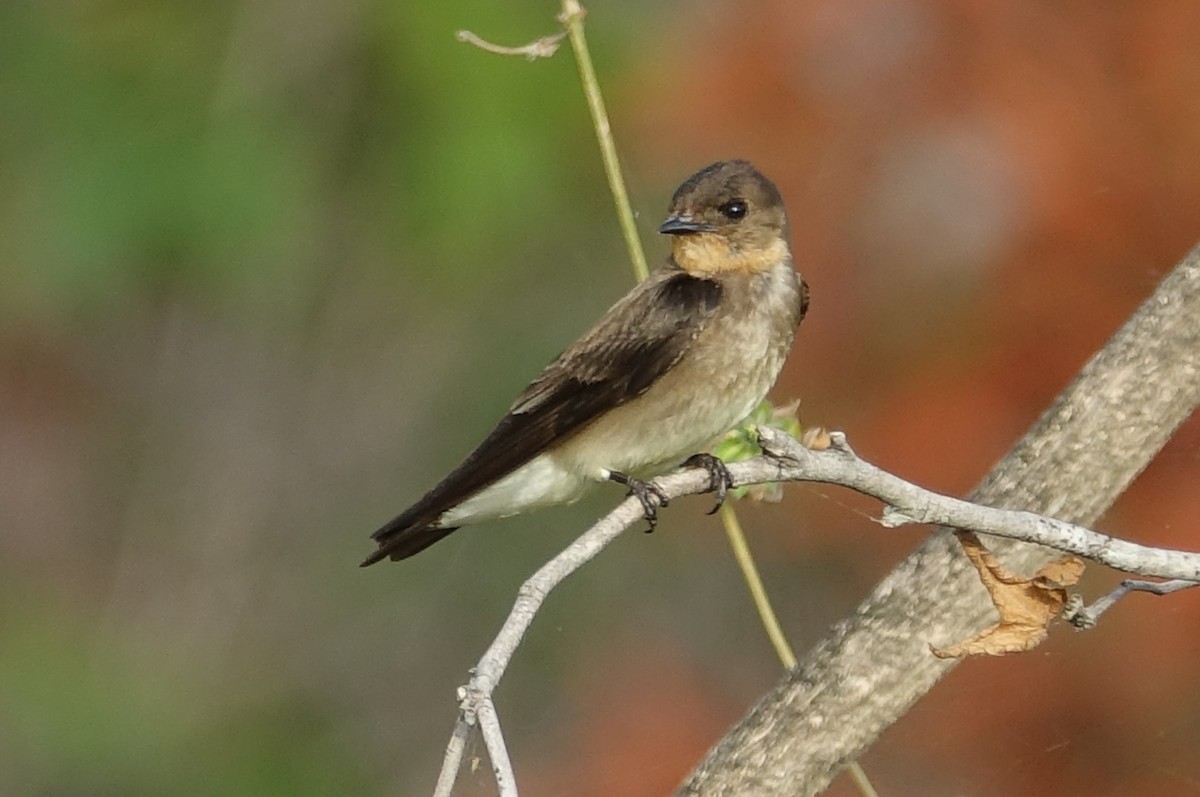 Southern Rough-winged Swallow - Paul Bartlett