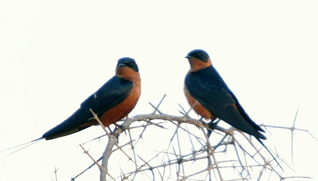 Rufous-chested Swallow - Lindsay Hansch