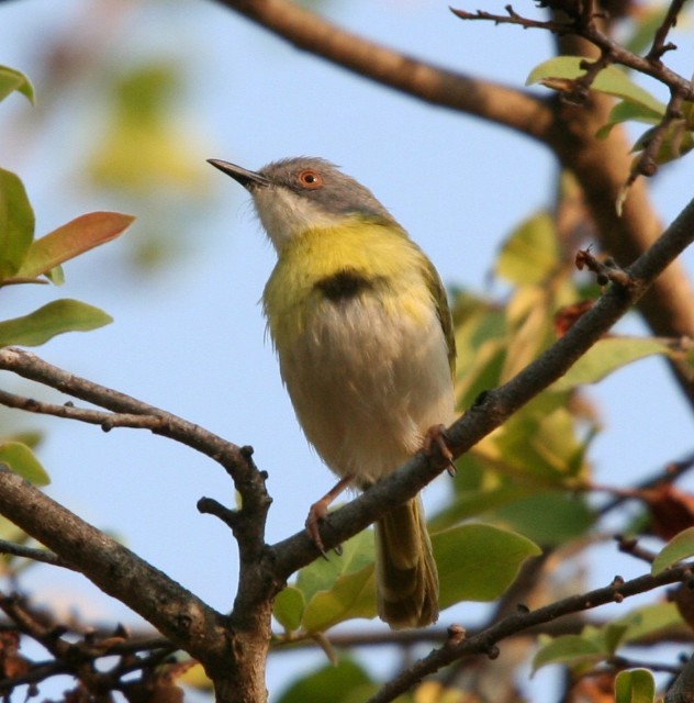 Yellow-breasted Apalis (Yellow-breasted) - Lindsay Hansch