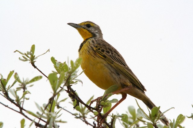 Yellow-throated Longclaw - Lindsay Hansch