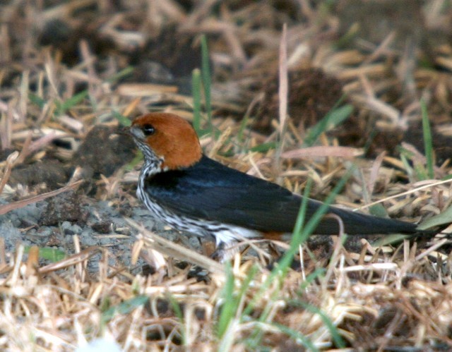 Lesser Striped Swallow - Lindsay Hansch