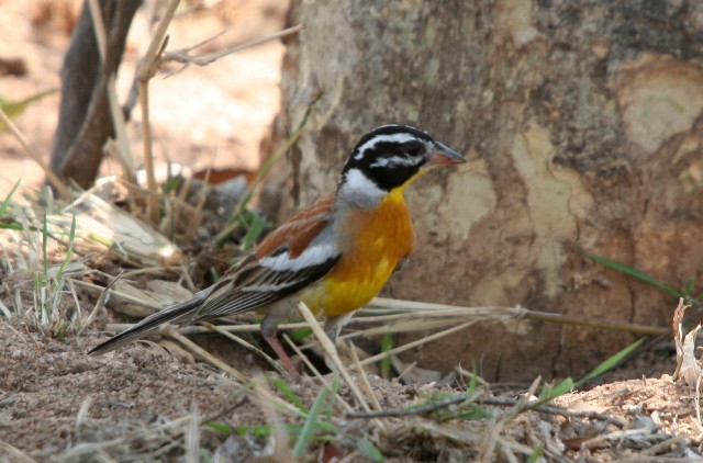 Golden-breasted Bunting - ML204362111