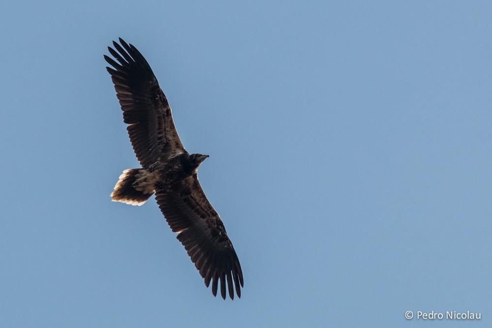 Egyptian Vulture - Pedro Nicolau