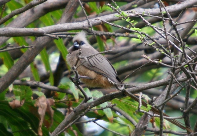 Speckled Mousebird - ML204362271