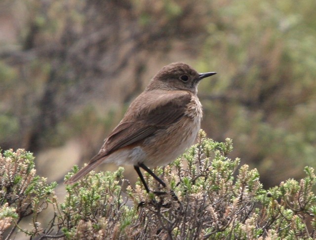Sickle-winged Chat - Lindsay Hansch