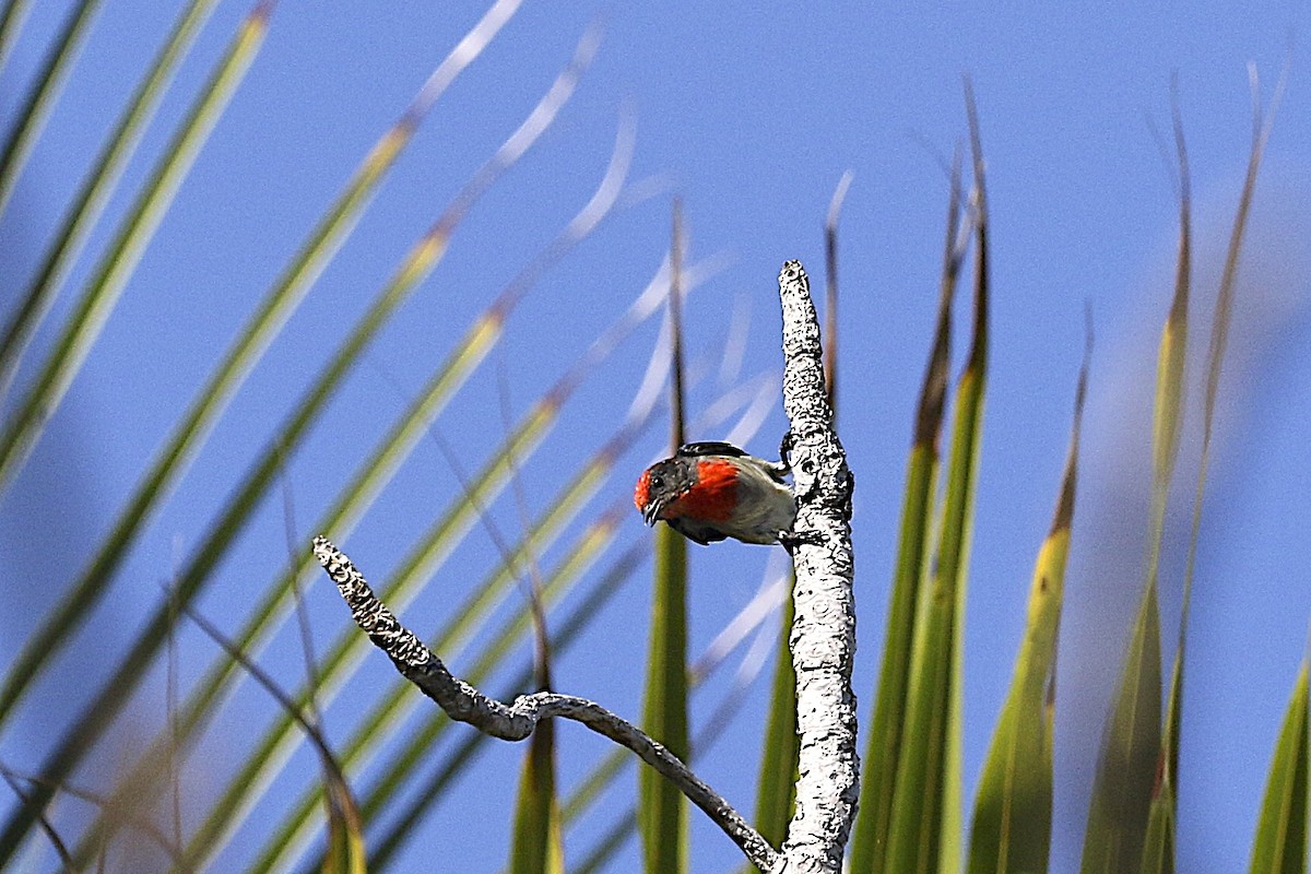 Red-capped Flowerpecker - Jennifer Spry