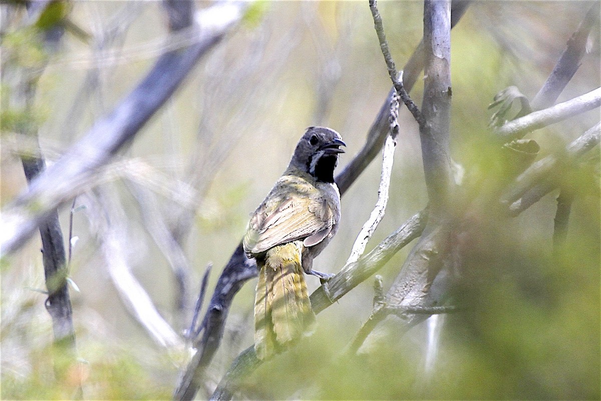 Western Whipbird (Black-throated) - Jennifer Spry