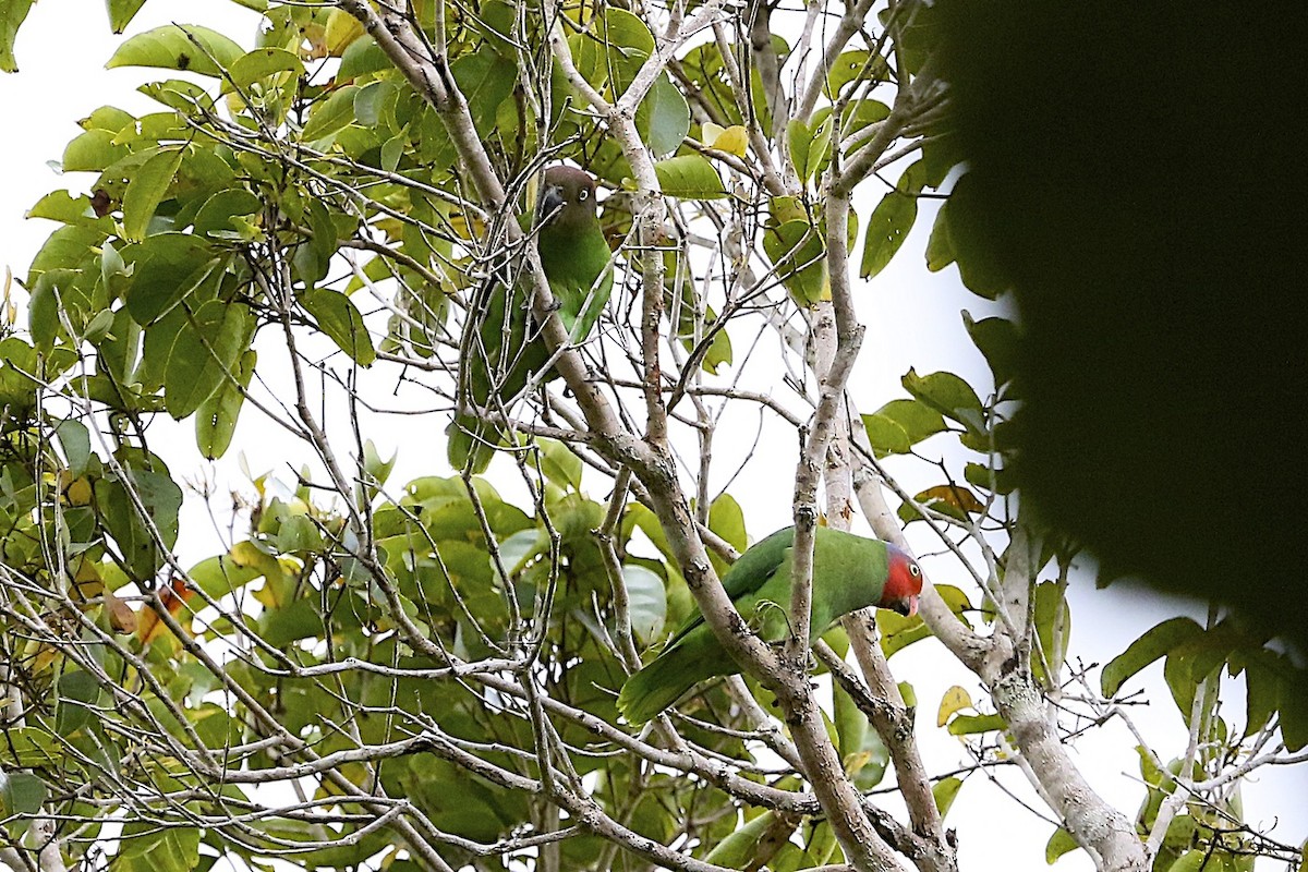 Red-cheeked Parrot - ML204362861