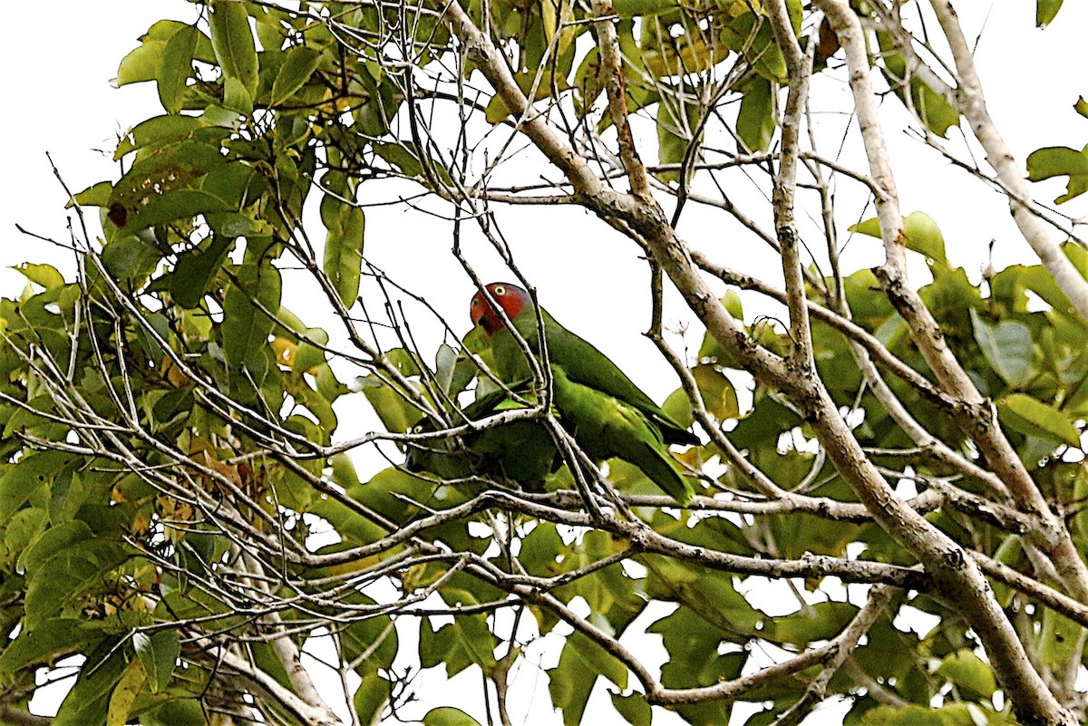 Red-cheeked Parrot - ML204362881