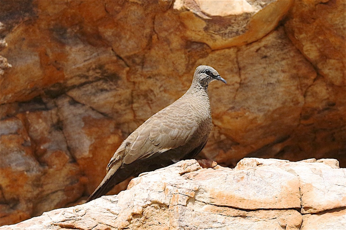 White-quilled Rock-Pigeon - Jennifer Spry