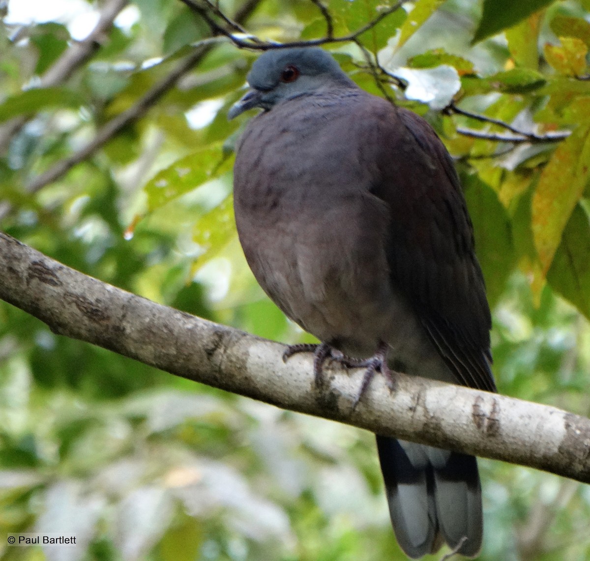 Pigeon de Madagascar - ML204363041
