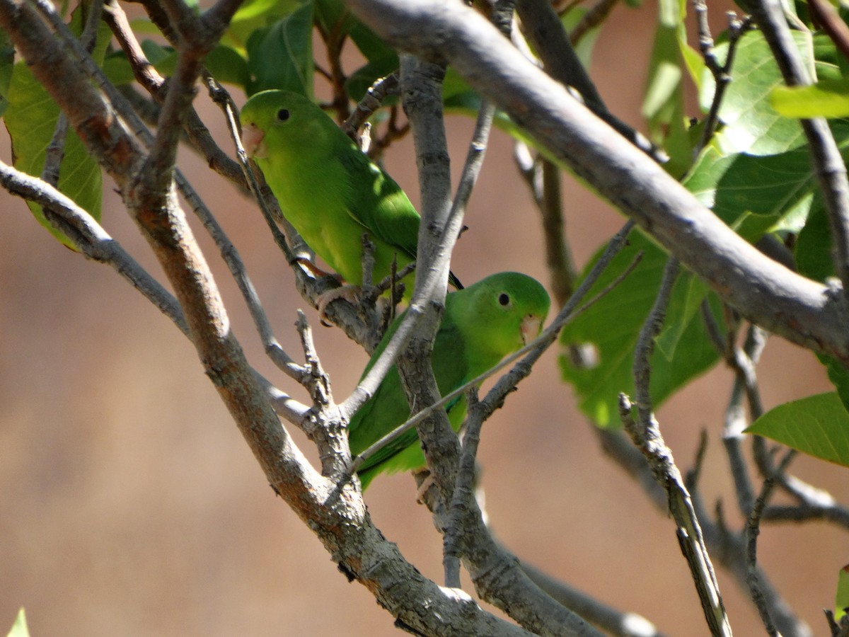 Yeşil Sokumlu Serçe Papağanı - ML204363191