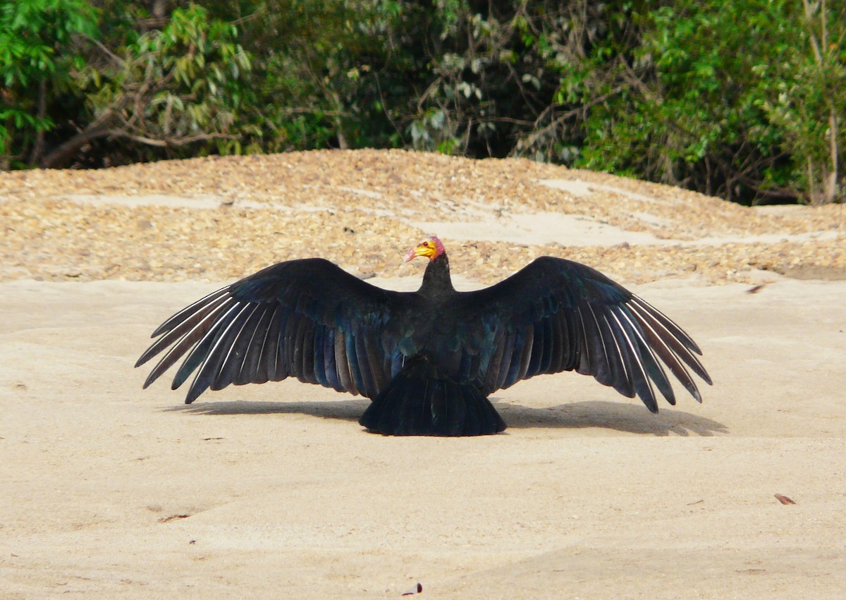 Greater Yellow-headed Vulture - Paul Bartlett