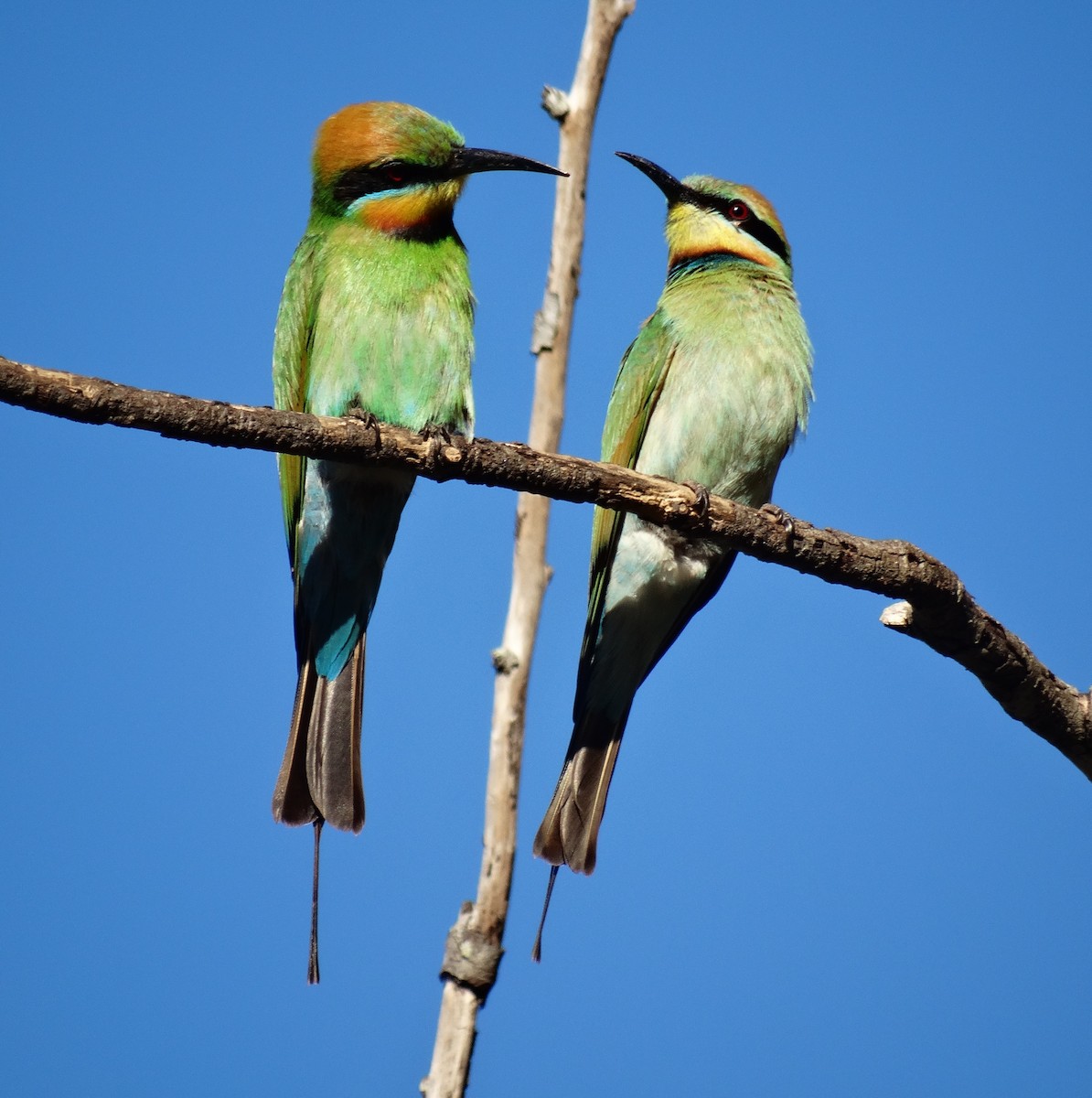 Rainbow Bee-eater - Paul Bartlett