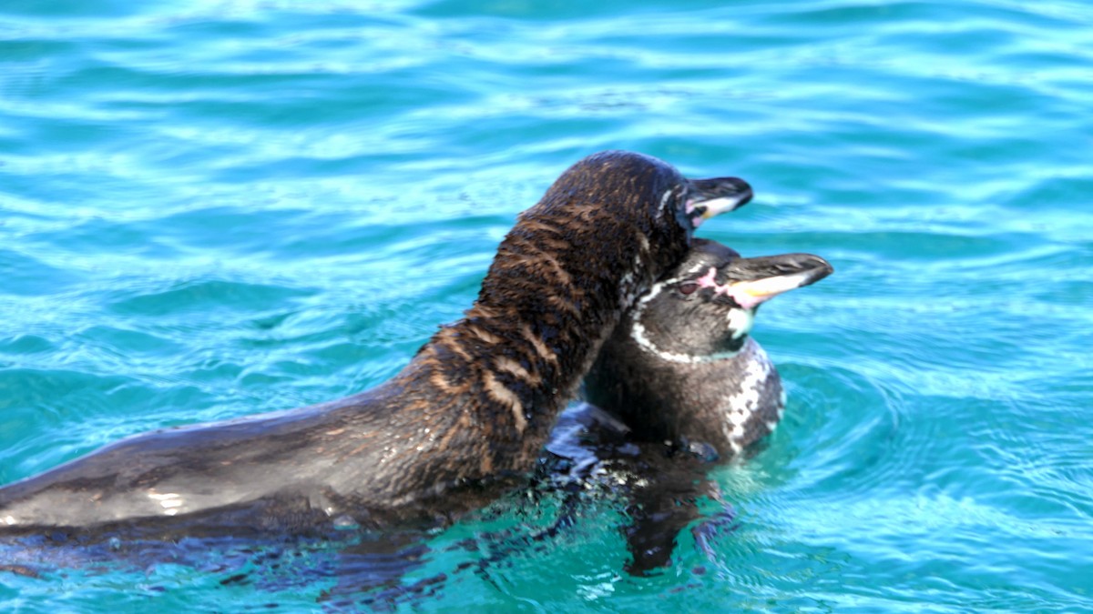 Galapagos Penguin - Paul Bartlett