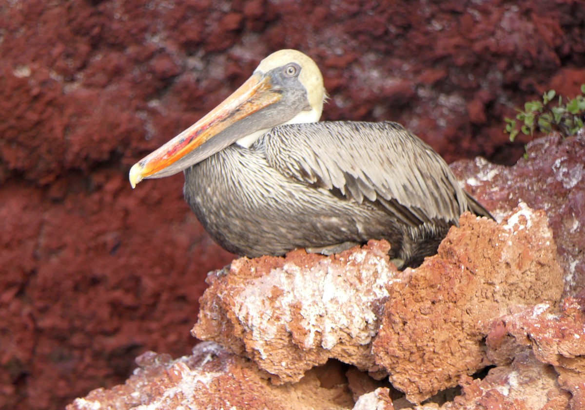 Brown Pelican (Galapagos) - Paul Bartlett